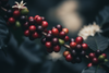 Specialty Coffee Cherries