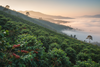 Specialty Coffee Farm